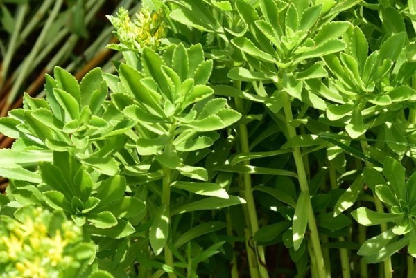 吸收率|农村人的天然钙片除了排毒消炎补钙,还有许多好处,吃到就是赚到