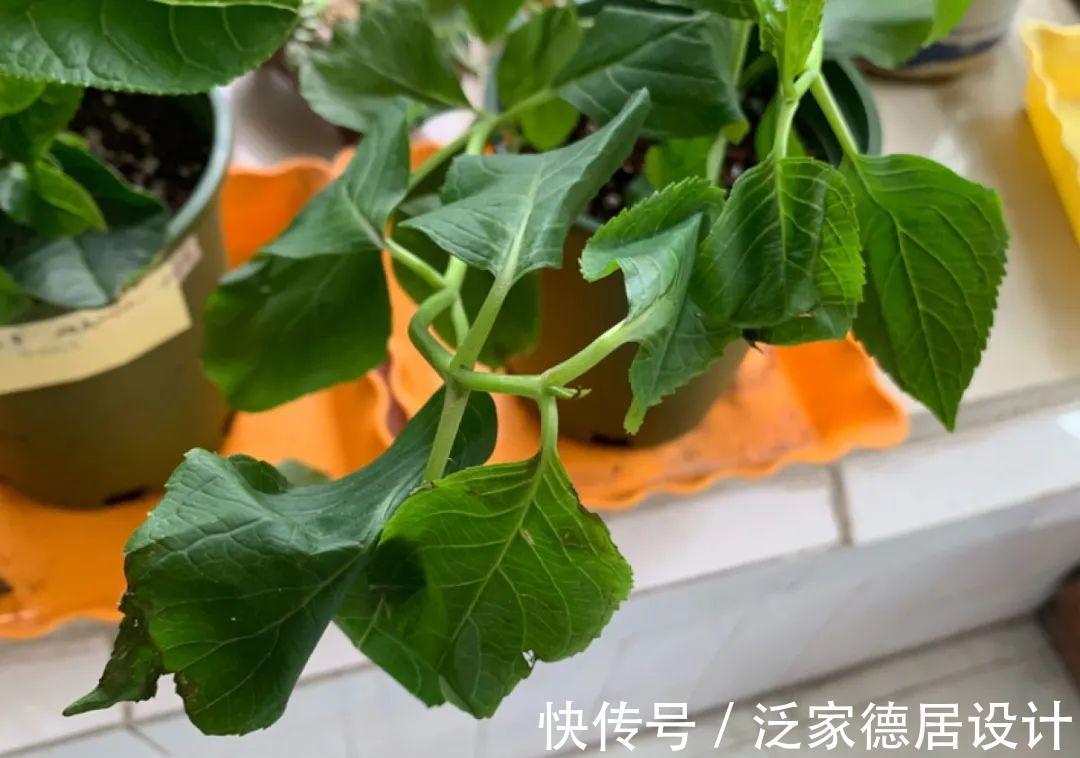 绣球|6种花“苏醒”了,多浇水、要施肥,下个月就开花