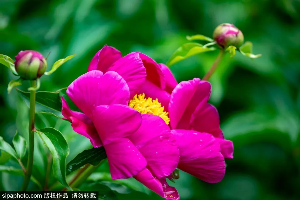 北京|绝美花海,北京房山这里的20万棵芍药花开得正艳!