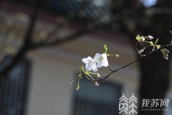 普陀宗乘之庙|“消息树”落幕 南京鸡鸣寺樱花树将进入盛花期