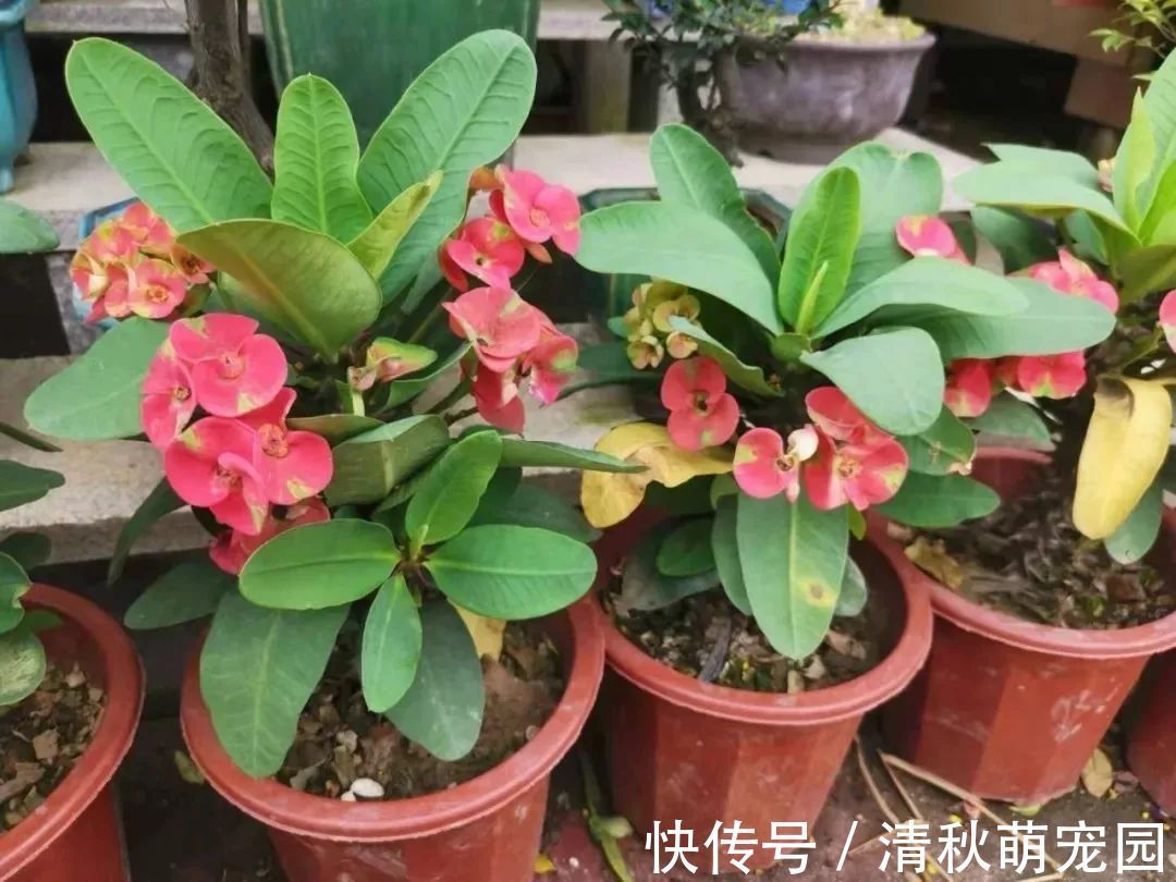 怎么让虎刺梅一年四季开花?家庭盆栽掌握住3点,满树花形如蝴蝶