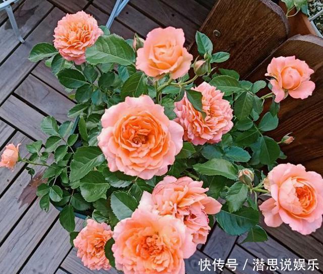 扦插|扦插月季有“学问”,学会这方法,生根长芽快,成活率更高