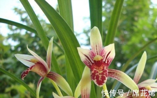花舌|国魂兰花被誉为“四大天后”之一,开花比鸡血还红,花香迷人