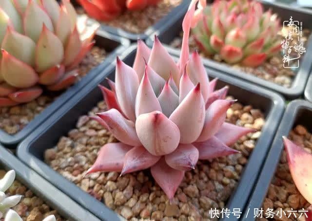 揭秘:那些干净又温暖的多肉照片从哪里来?