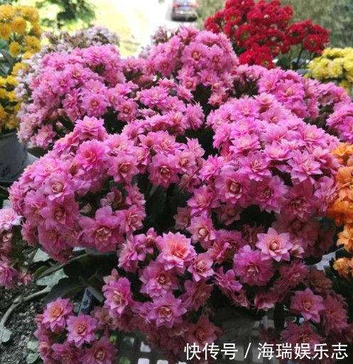 腐叶土|长寿花做好关键这点,安全度夏,天一凉快就开花不断,轻松爆满盆