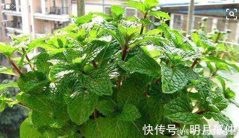 不管你养不养花,3种花,总要养1盆,能缓解疲劳,还能杀病菌