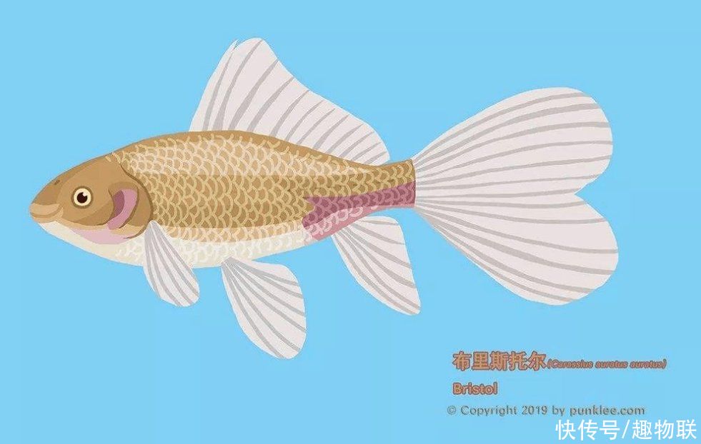 和金金鱼