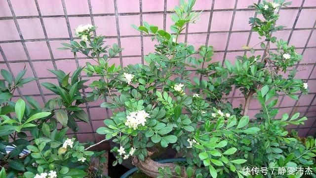 人居住|养九里香、栀子花,摆在这“3处”,黄叶掉花苞,养一盆死一盆