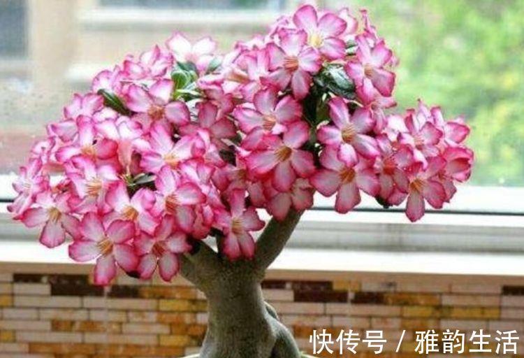 漂亮|几种花,开花漂亮又好养,每天都开花,四季都灿烂