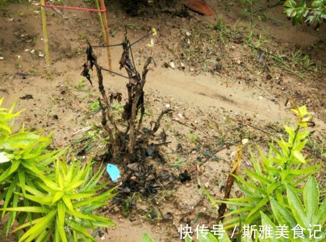 种花|9种花，天热会“假死”，千万别丢了，秋天就苏醒