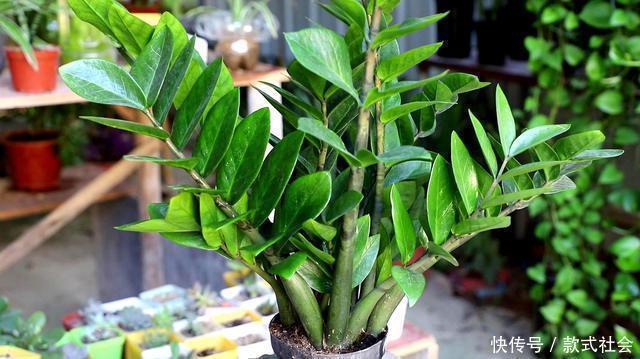 “6种旺财花”,房子小也要养1盆,开花更是好兆头,富贵吉祥