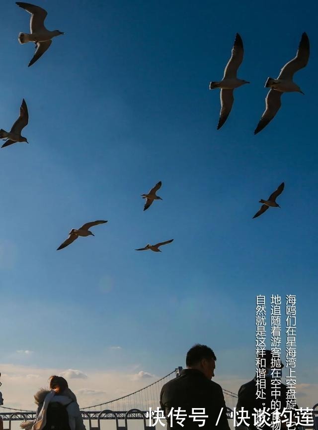 大连|大雪,大连,大生机