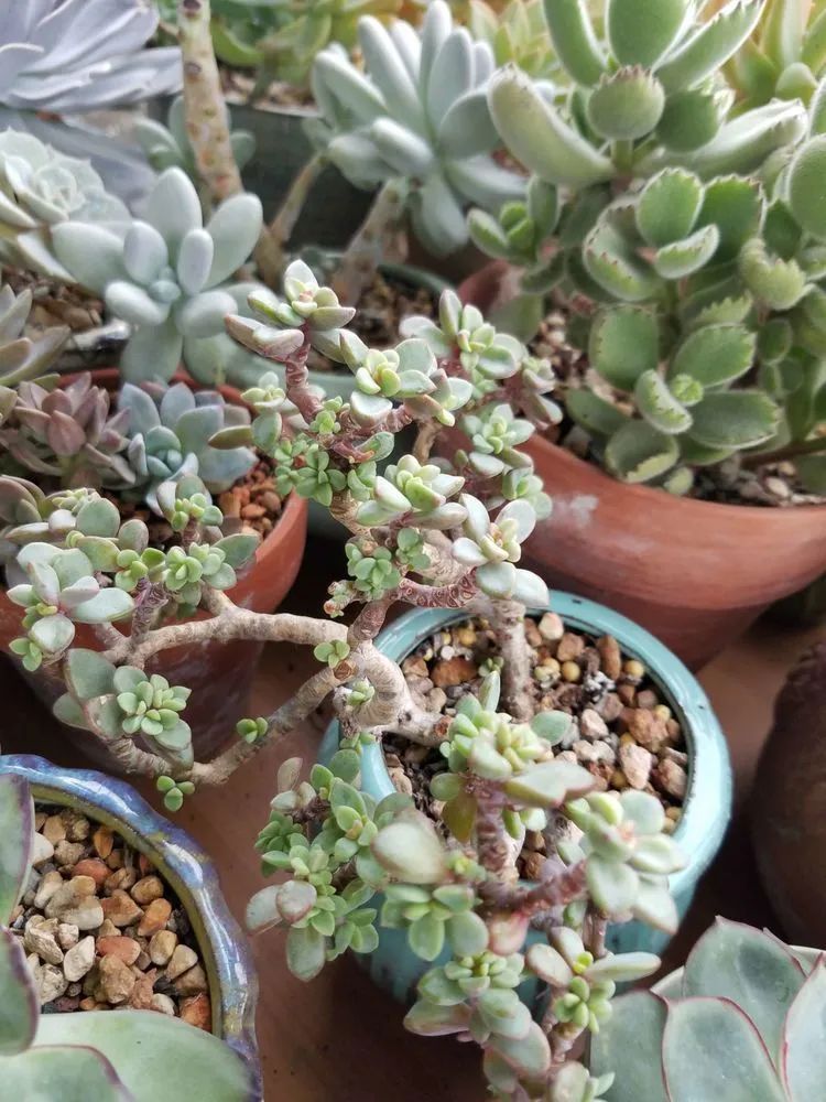 养肉三年，分享养肉经验，谈谈适合逆开挂区的多肉！