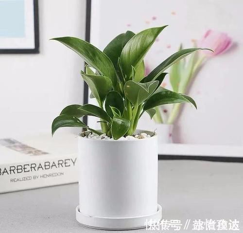 全家|三种“吸毒花”，个个都是吉祥花，家里养一盆，呵护全家健康