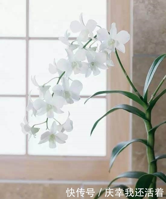 媳妇儿,你把卫生间都种成了花园,人家都不好意思在里面蹲坑了!