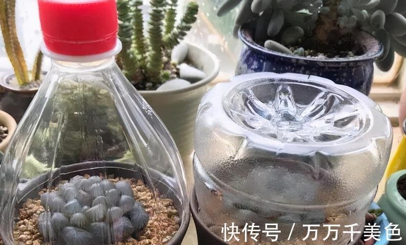 植株|如何兼顾养花和环保?改造下塑料瓶,用着乐趣多又省钱,效果好