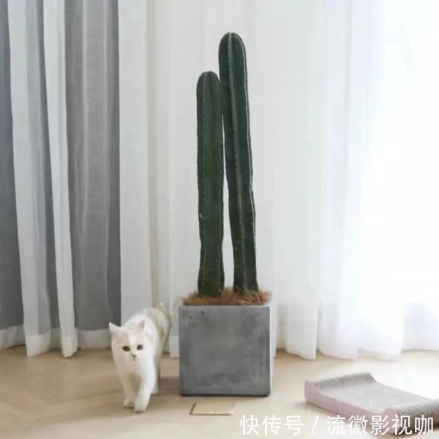 腐殖质|8种“丑花”，个个都有好兆头，家里养几盆，镇宅吉祥，越养越爱