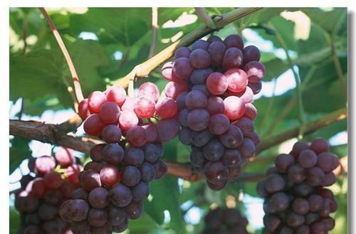 冬天了,不妨多吃3種食物,皺紋淡了,小腿苗條了,大肚子不見(jiàn)了