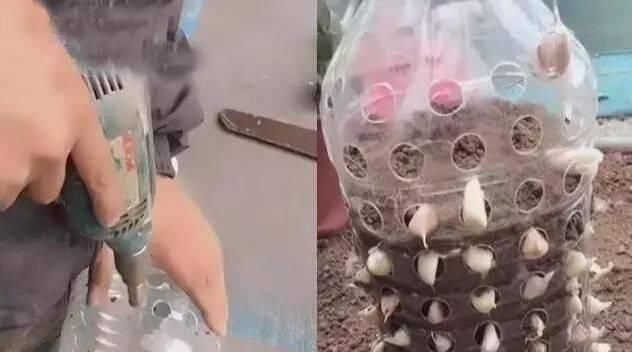 做芽苗菜|家里的塑料油桶别扔,有3个“妙用”,种菜效率高,扦插生根快