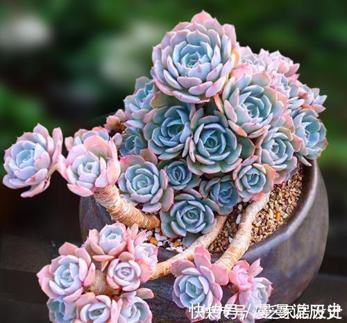 花友|老花匠养多肉7年,总结出4个耐热耐晒品种,安全度夏适合新手