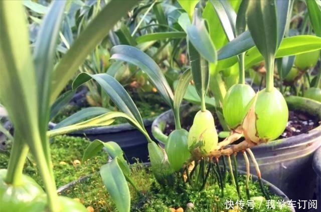 遇到这种寄生“果上叶”,可别再砍掉了,加青苔做盆景,比石斛美!