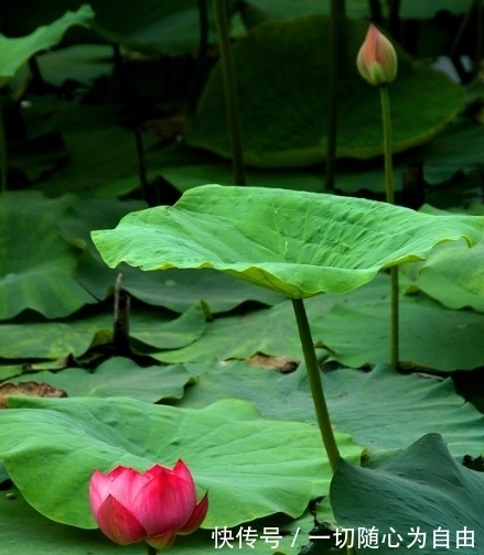 桃花|进入12月上旬，4属相贵人相助，桃花旺盛，喜鹊送喜，日子红火