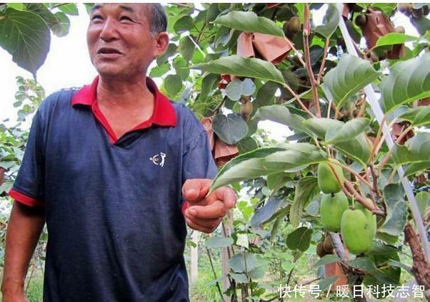 我国最新兴的果树,比蜂 蜜甜25倍,插土里就活,来年扁担装不完