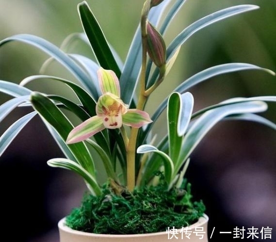 此兰很多人没见过,一花双色,兰香浓郁,叶带金边,是兰中极品