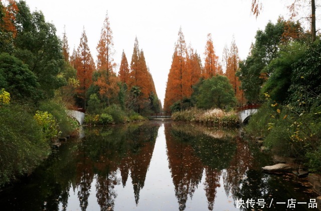 美景|「美景」东平国家森林公园迎来最佳赏叶季，错过还要等一年