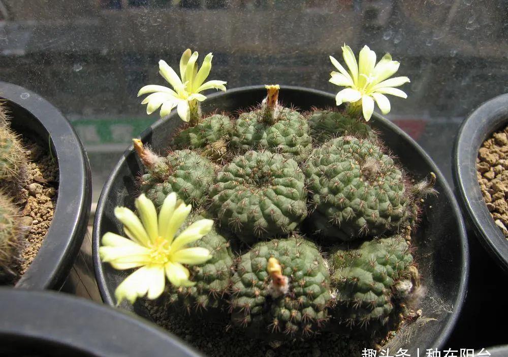 士童|误以为仙人掌很难开花，凑齐“4个条件”，开花一点不稀奇！