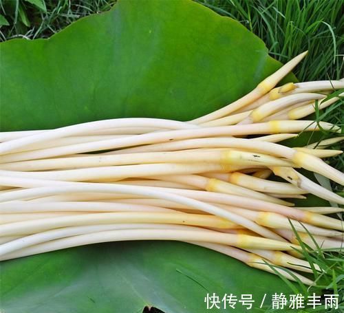 胆酸盐|会吃的人最健康,3种食物离不开,排毒养颜,增强体质!