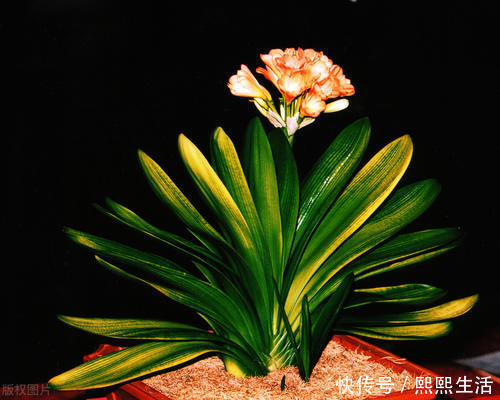 叶片|君子兰入夏要“静养”，3件事不能做，不然黄叶、花难开