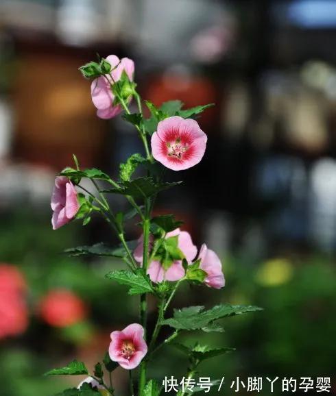 小木槿美不胜收，怎样养护才能让它美美开花