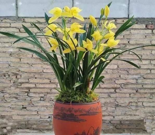 花卉|这种花，比茶花漂亮，比茉莉还香，年头开到年尾，比君子兰强多了