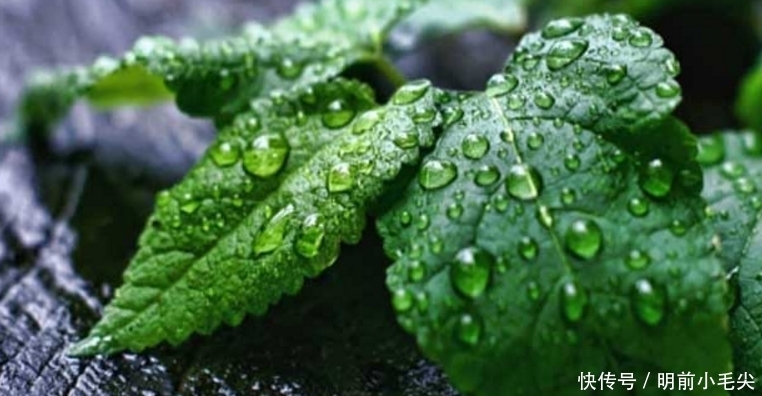 农村里夏天必吃的野菜 清凉作用和 缓解蚊虫叮咬 你有吃过吗 全网搜