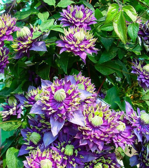 老妈养了5年的铁线莲,每年开春做好3件事,根系壮开花旺!