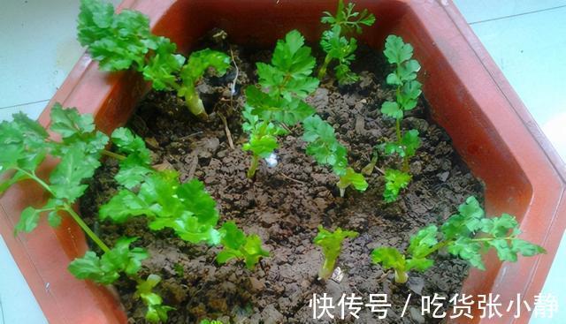 韭菜|6种绿叶菜，“菜根”不要扔，种到花盆里，20天左右就能摘着吃