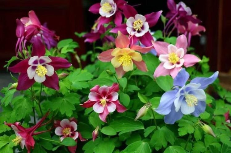 家里养上4种花，花朵大花期长，比牡丹还美，年年开花美翻