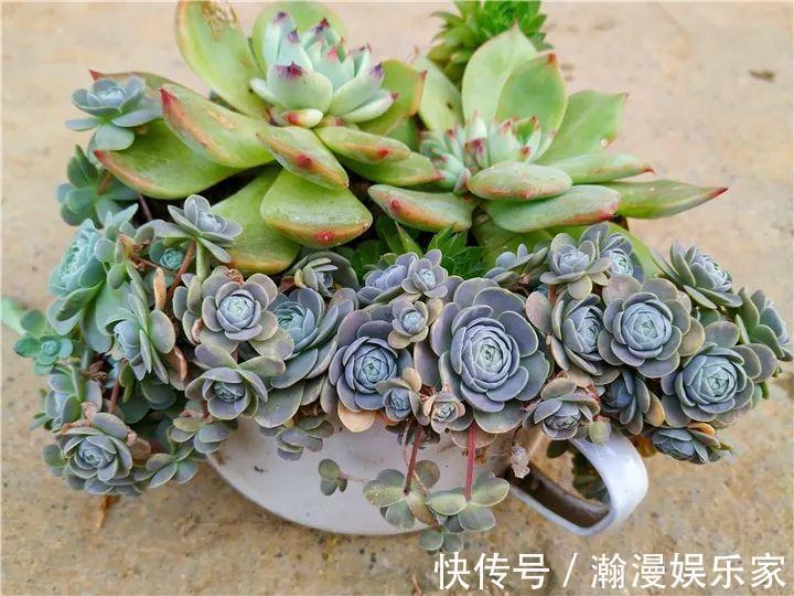 老少皆宜|农村爷爷养多肉，破缸、破鞋里都塞满，照样养的肥嘟嘟！