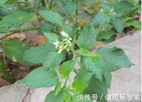 院子里长出5种草，尽量别破坏了，能赏又能当菜，有人花钱买来种