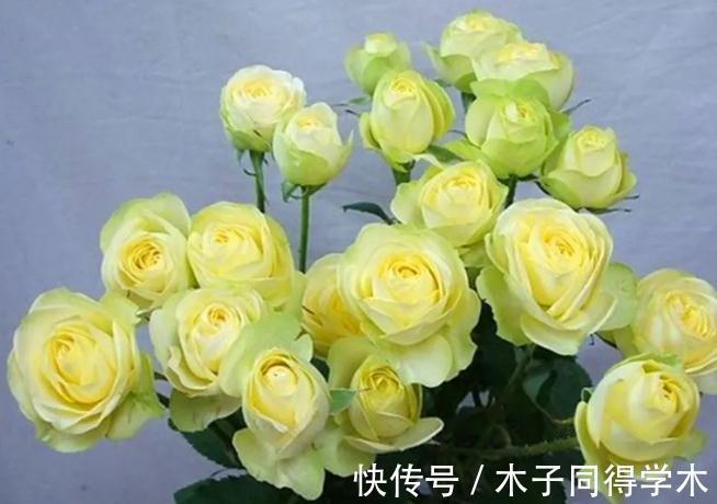 豆妈|这款月季的花期巨长，长到让人以为是假花