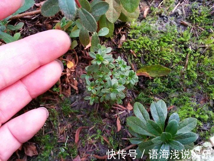 君子兰越小越值钱,养了4年,只有硬币大!