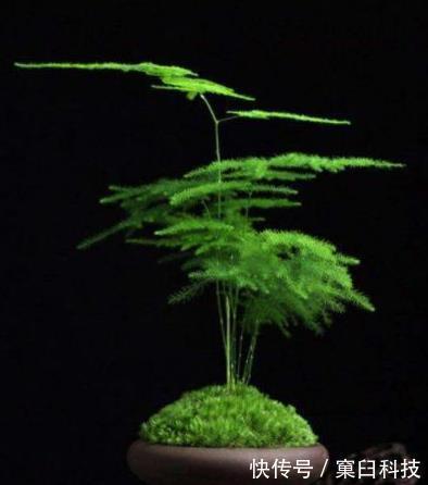 花盆|别傻傻把“云竹”当文竹养,“云竹”很贵重,区别养护别受骗!