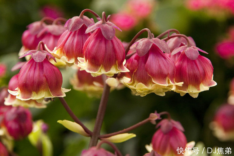 4月25日开始，养花试试这几款，花开媲美玫瑰，花朵姿态万千