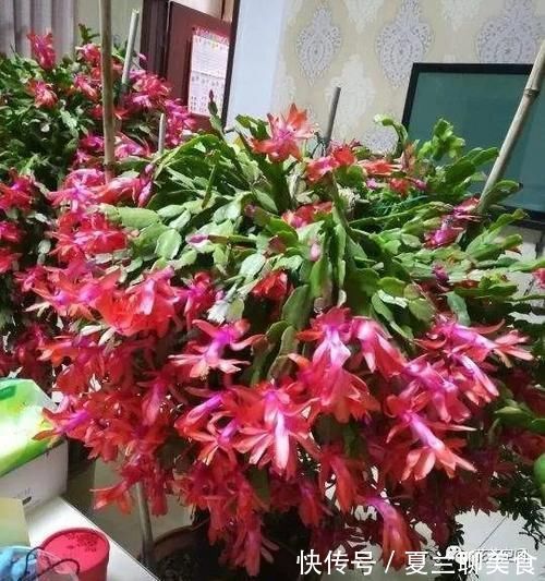 蟹爪兰的叶片突然变红,可不是好事,赶紧这么做,还会有花赏!