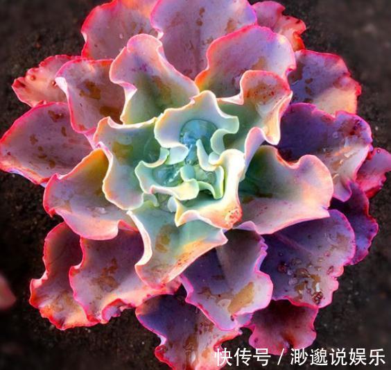 观赏价值|3种“多肉”,靠一杯水活“大半年”,没有光,照样叶肥、花儿多
