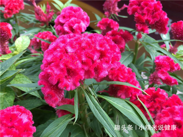 白带|十个女性九个有妇科病,常用此花泡水喝,缓解痛经,治疗白带异常