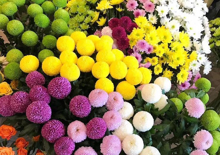 秋季|秋天养花,5买5不买,买错了浪费钱又闹心