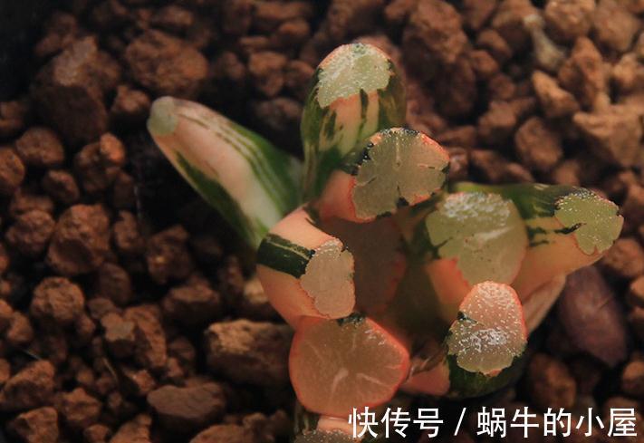 市价值为4万的多肉长什么样儿，感觉都快成精了