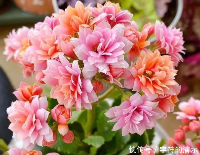 施肥|用这些不起眼的东西养花,根壮叶绿,半年都不用施肥